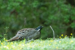 kocklass pheasant