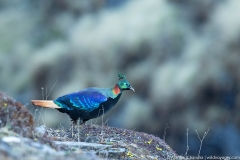 himalayan monal