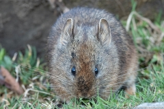 himalayan pika