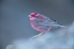 pink browed rosefinch