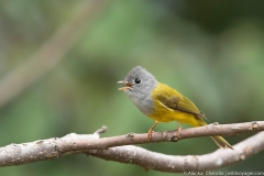 grey headed canary flycatcher