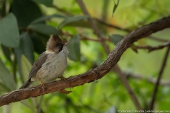 most birds are found in deep foliage