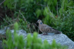 collared dove