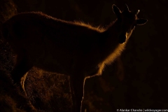 Himalayan tahr at chopta