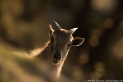 Himalayan tahr