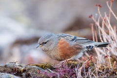 alpine accentor