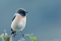 birdwatching at chopta
