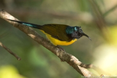 green tailed sunbird