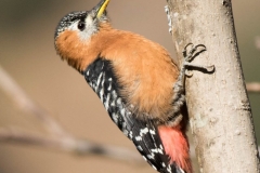 rufous bellied woodpecker