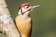 himalayan woodpecker