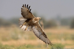 white eyed buzzard