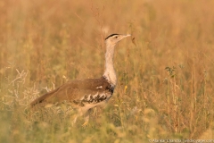 Great indian bustard
