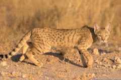 desert cat early morning
