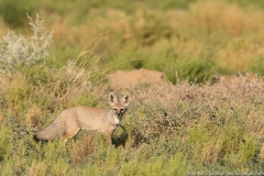 Indian fox