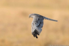 montagu's harrier in desert national park