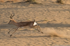 chinkara