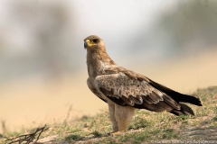 eagle at DNP