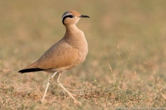 cream colored courser