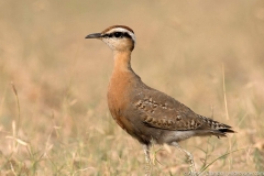 indian courser