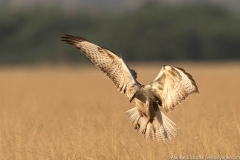 white eyed buzzard