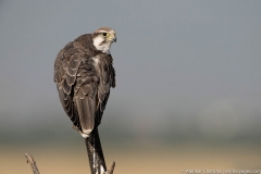 laggar falcon