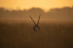 male blackbuck