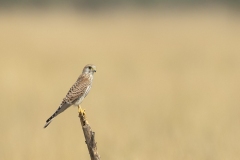 common kestrel