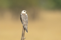 black winged kite
