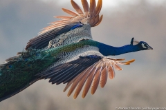 indian peafowl