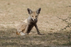 desert fox
