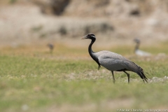 demoiselle cranes