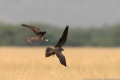 bird fight