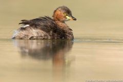 red crested pochard