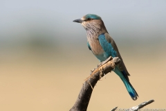 Indian roller