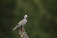 collared dove