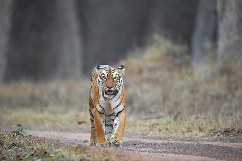 Tigress of Tadoba Andhari Tiger Reserve