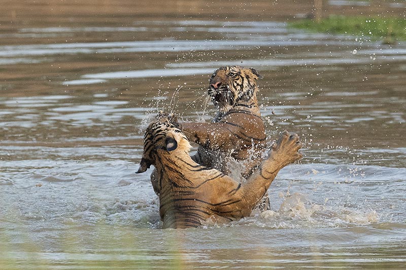 tigers in bandhavgarh national park