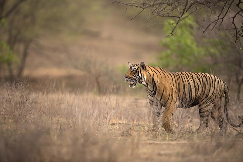 Tiger of Ranthambhore National Park