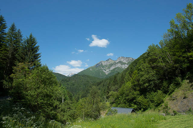 Forests of Slovenia
