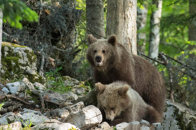 Bear Cubs playing
