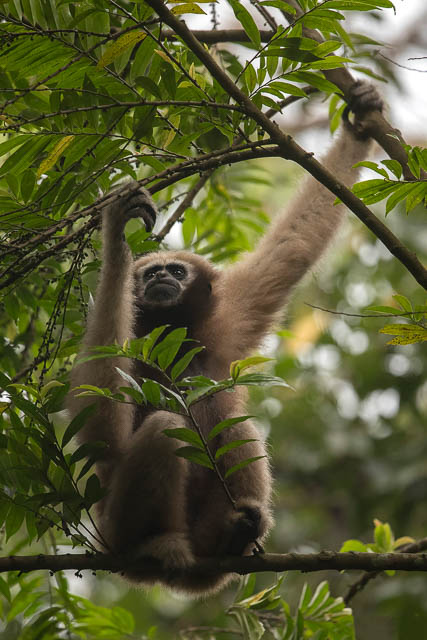 hoolock gibbon female