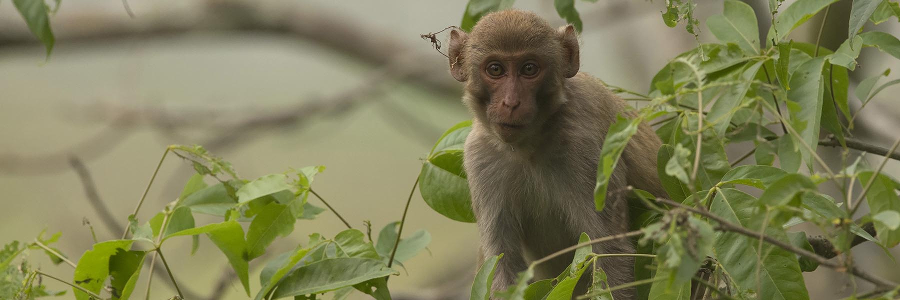 Hoolock Gibbon– On a Monkey hunt