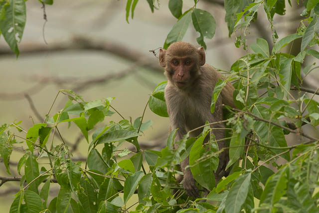 pig tailed macaque
