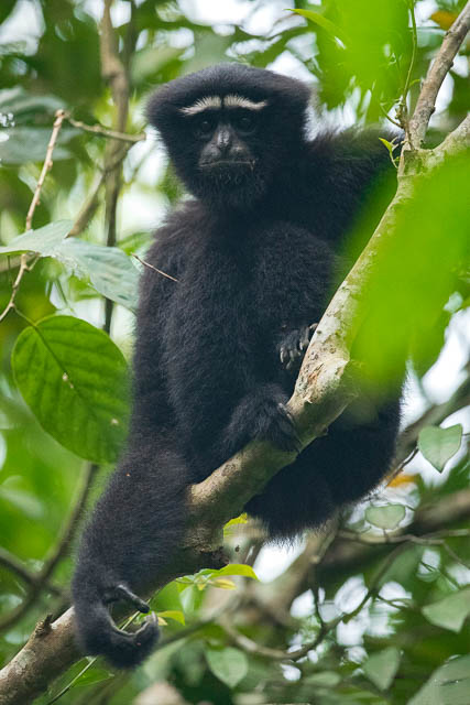 hoolock gibbon male