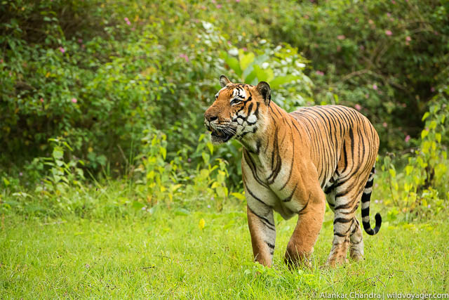 Bandipur National Park