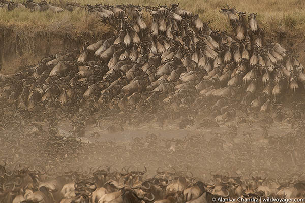 Great migration