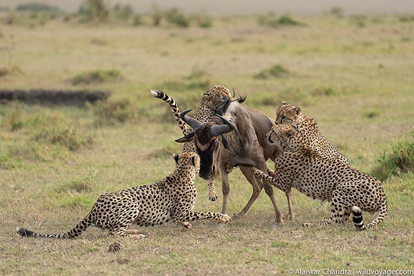 Cheetah kill