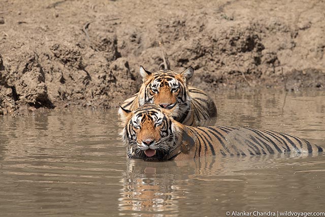 Last litter of Laadli - Jai and Veeru