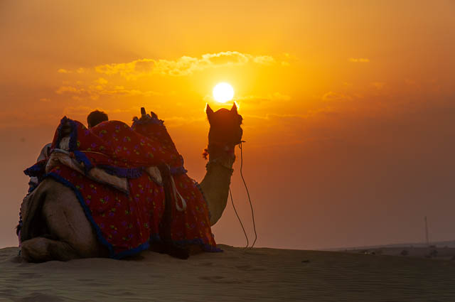 camel in desert