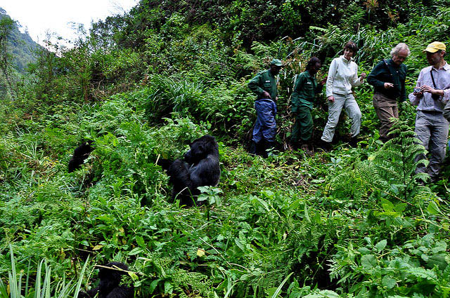 Spending time with gorillas